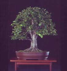 افرای سرخ (بونسای)